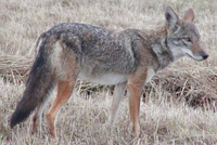 coyote.jpg