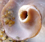 whatisit.jpg